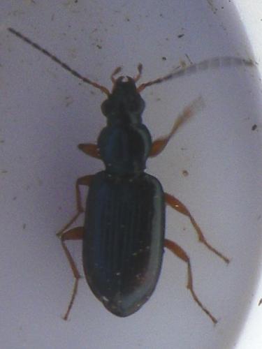 Bembidion decorum